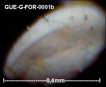 gue-g-45.jpg.bab4d07f1d481dab69ed0dd8687c5857.jpg