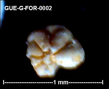 gue-g-46.jpg.fbc354460680378963b3a1777e082c89.jpg