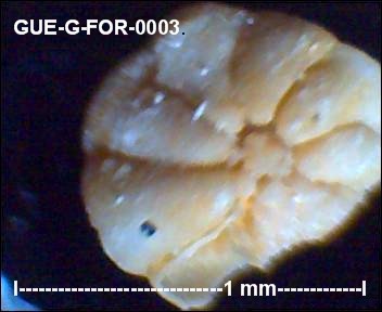 gue-g-47.jpg.4fb74f2c1bb16d08781ab04591b2531f.jpg