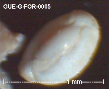 gue-g-49.jpg.21a67c924d488e6c52238f598d4d34c8.jpg