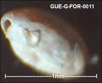 gue-g-55.jpg.1ddb0cdb3246721c1bbf87ceb6ba6ac1.jpg