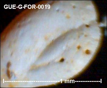 gue-g-64.jpg.c2b1dba918ecf948a06760ff7cff48dc.jpg