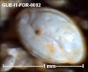 gue-i155.jpg.85890bb80a679822e2551a1f7d025e5f.jpg