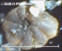 gue-i159.jpg.c44b86a5db4efbb313d1068e6c09070c.jpg