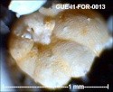 gue-i166.jpg.0e8dc376fa4198357b84cc221327d018.jpg