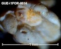gue-i167.jpg.aab12928790aa5c120b81a5f0d7206fd.jpg