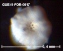 gue-i170.jpg.e6b594a2b1480272da88fbaf47481aca.jpg