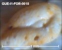 gue-i171.jpg.70286bfc45580cb7501a3e098ce147ea.jpg