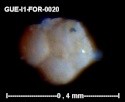 gue-i173.jpg.bff0939feae382a1eabe638ff5c8f6d0.jpg