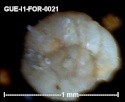 gue-i174.jpg.a524dcf358570c8d37f7cf819f3c2c1b.jpg