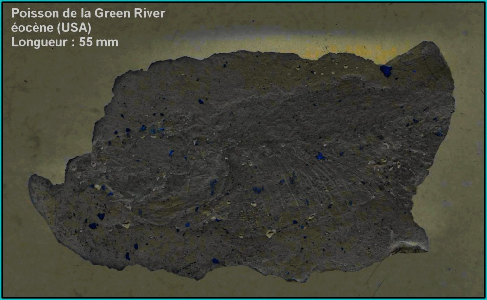 moulage_latex_greenriver.jpg