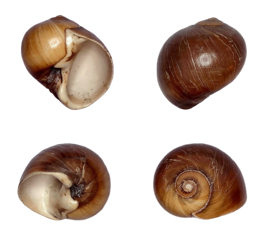 naticspb.thumb.png.0d0de5338c8541fdabefb251fa11b3fb.png