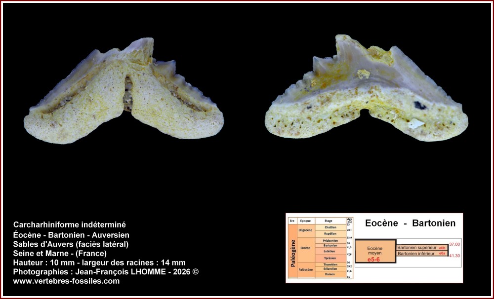 pl_carcharhiniforme_a_identifi.jpg