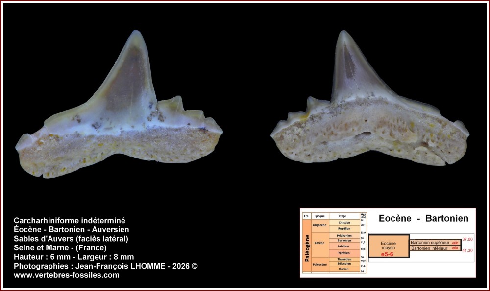 pl_carcharhiniforme_indet_7_par_6mm.jpg
