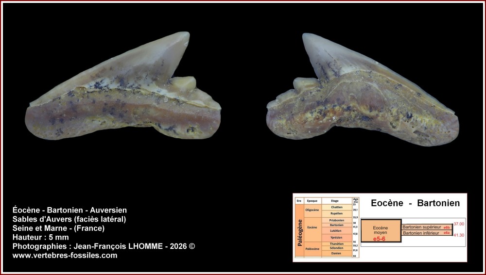 pl_carcharhiniforme_indter_5mm.jpg
