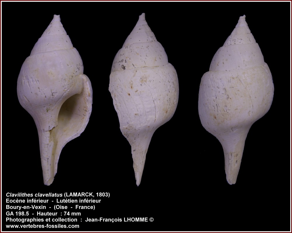 pl_clavilithes_clavelatus_boury1.jpg