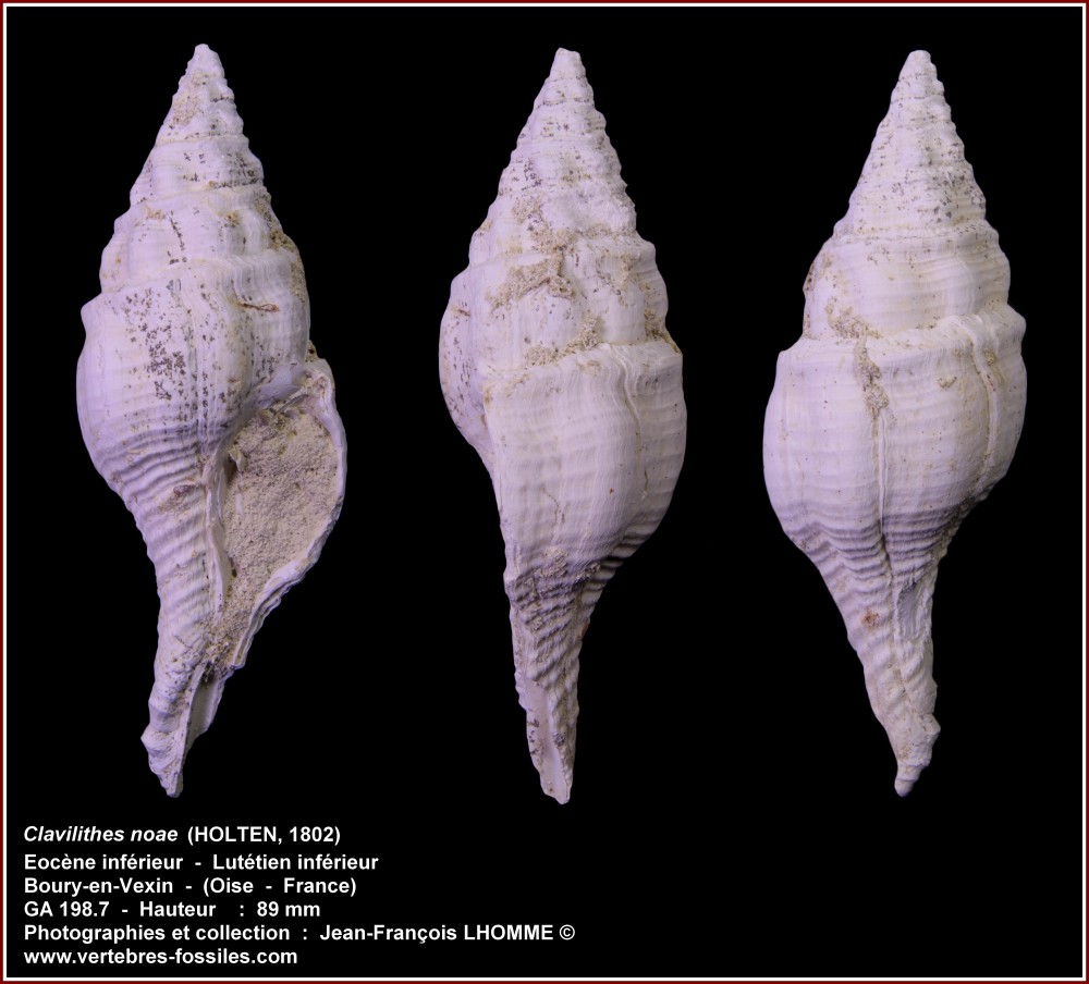 pl_clavilithes_noae_boury1.jpg