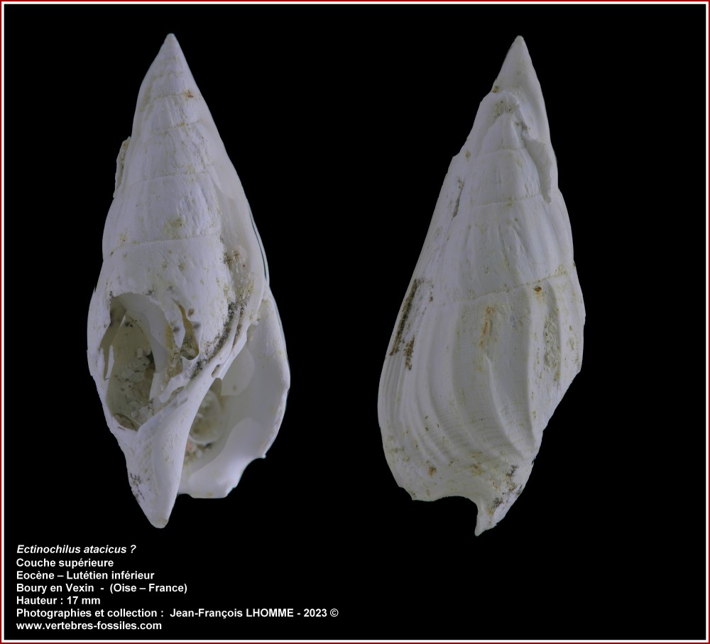 pl_ectinochilus_boury.jpg