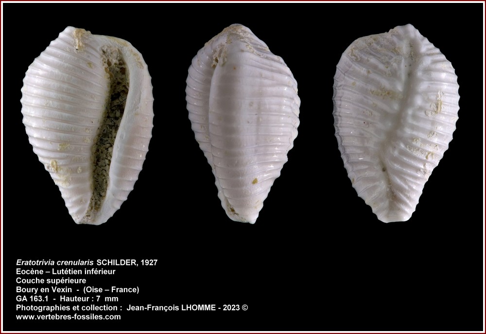 pl_eratotrivia_crenularis_boury.jpg