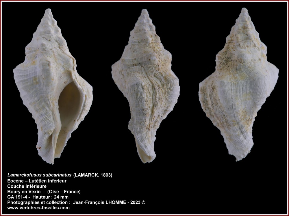 pl_lamarckofusus_subcarinatus_boury.jpg