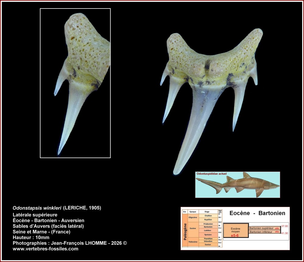 pl_odontaspis_winkleri_sup_77.jpg