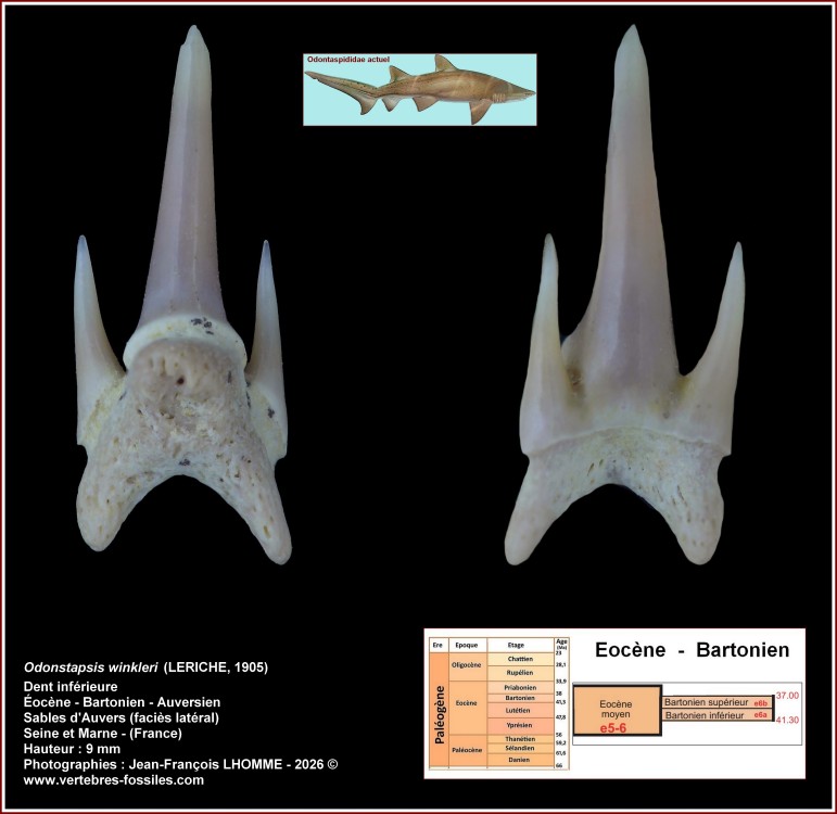 pl_odontaspsis_winkleri_77.jpg