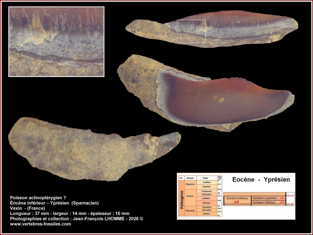 pl_os_inconnu_vexin_sparnacien.thumb.jpg.01e597f009ae5e95c96922f3f9c4219f.jpg