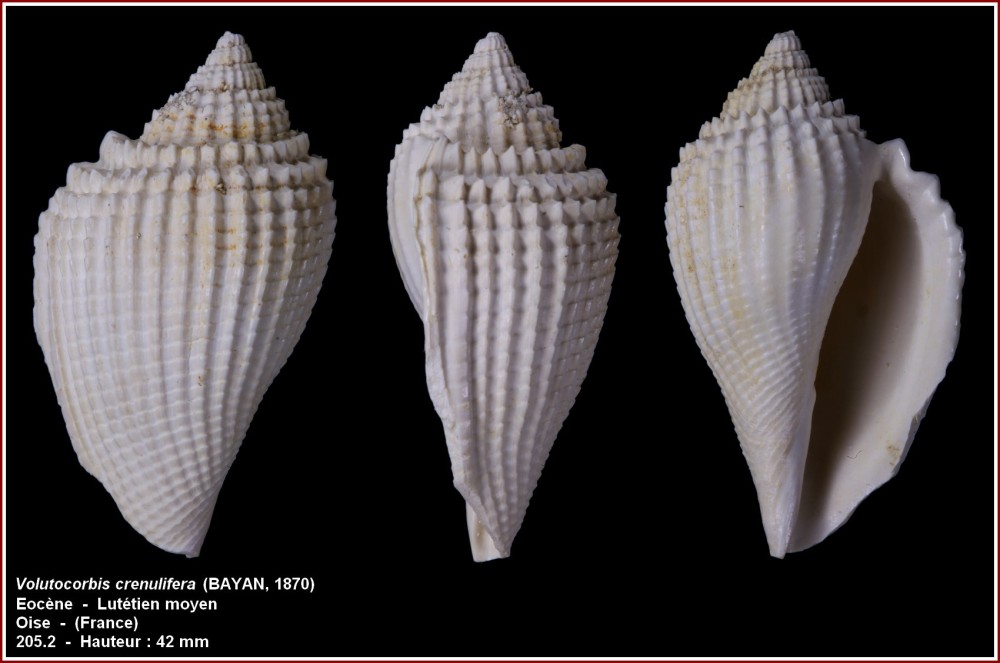pl_volutocorbis_crenuliferas_gypseuil.jpg