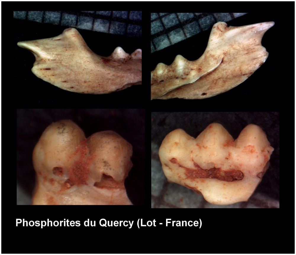 quercy2.thumb.jpg.50155dc7720e2aec0827130b5426fb25.jpg
