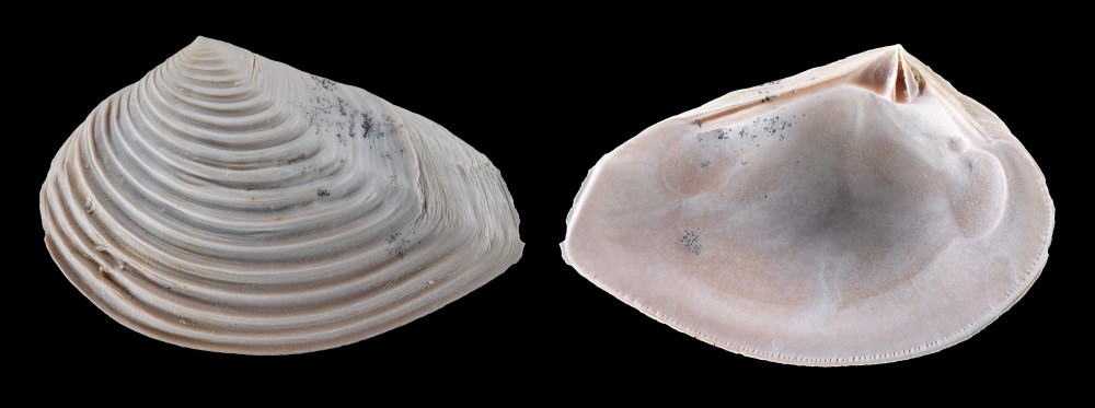 Bartonien-LeGupelle-Crassatelladeshayesiana-Largeur24mm.thumb.jpg.37a1c433cc03eb52d05edba785d0cdea.jpg