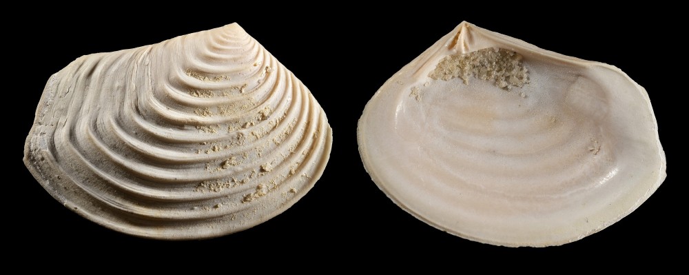 Bartonien-LeGupelle-Crassatellasulcata-Largeur17mm.thumb.jpg.7a0d3ea9e4c97d9ac6b65906ba660003.jpg