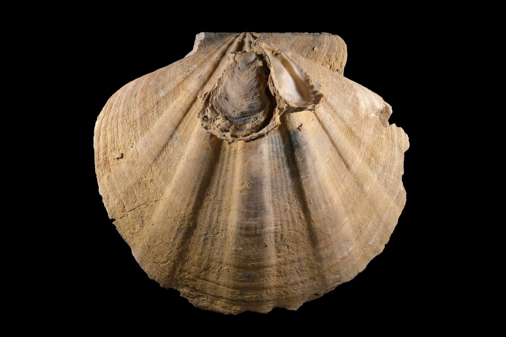 CapBon-Largeur210mm.thumb.jpg.aa66a23d6c7f84fea6194a9640b3de16.jpg