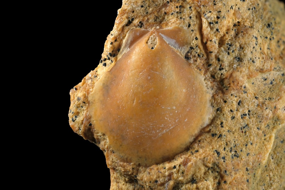 Cnomanien-Entraigues-Bivalve-Hauteur14mm.thumb.jpg.ce6786a21c4f42f1be4ab1ea752d05e0.jpg