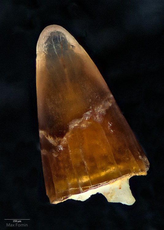 Dent_cretace.thumb.jpg.0b03d0be0a8a62a3c6b6f8bf4850ecab.jpg