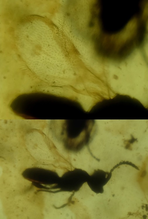 Hymeno 6.jpg