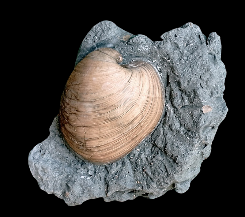 IMG_20240803_084032.png.bfea31cf59268774ce46221562d7620f.png
