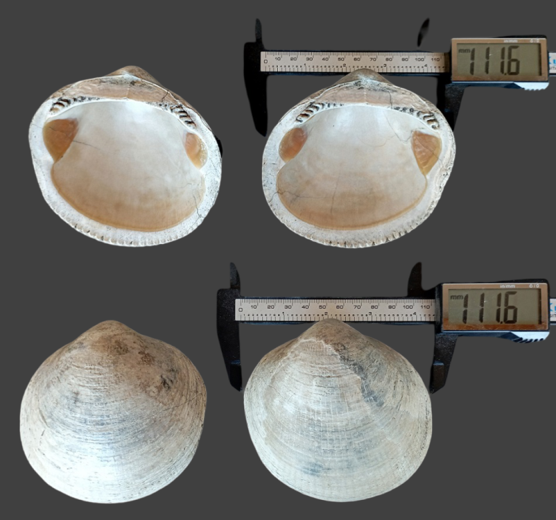 IMG_20250824_112908.thumb.png.3a36e27b1ed5ebf4d5e92a547bbb4551.png