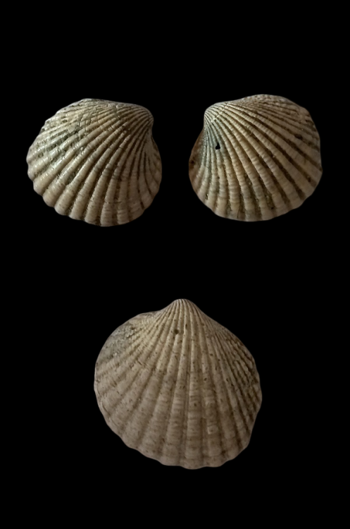 IMG_20260817_181140.thumb.png.0bb6aca61a954a6e2d3688a886987566.png