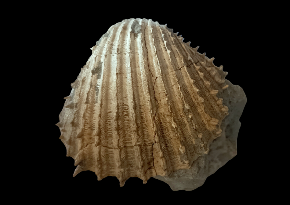 IMG_20260817_182536.thumb.png.522f67214cf998019ff05b4da19b9d6e.png