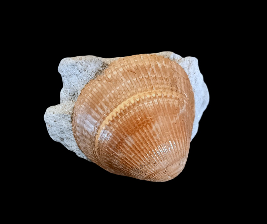 IMG_20260818_115625.thumb.png.a60e75e0753e32c8bd472e0b044b8c2c.png