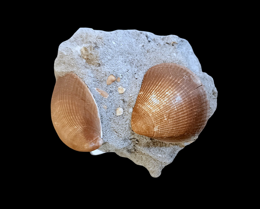 IMG_20260818_115642.png.8ca64ee197e57987b82e53e7fb8c6c0b.png