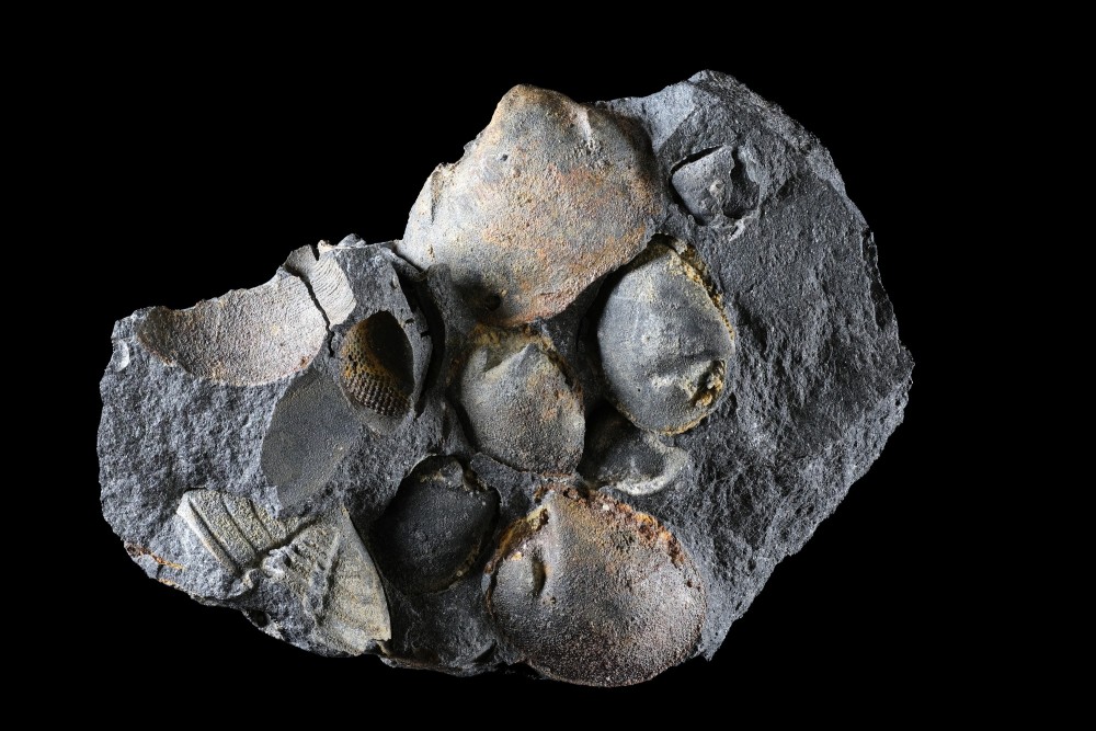 Orm-Postolonnec-Bivalves-Largeurnodule26mm.thumb.jpg.e289b73b19edc2903100172e4c579870.jpg