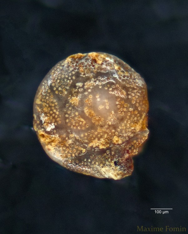Perforated_foraminifera_wsc.thumb.jpg.ada38c90ccabb81b36d27d3a463ec0f7.jpg