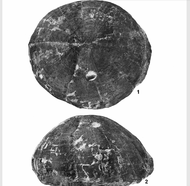 Pseudananchys alpina.tmp.png