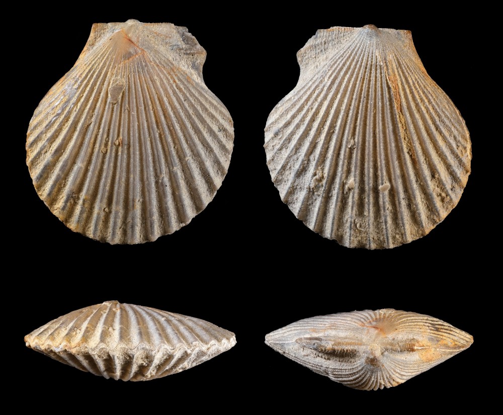 Sinmurien-Neuvy-Chlamystextoria-Hauteur14mm.thumb.jpg.c6738fd7e7c21fa2b55f2e383804d47f.jpg