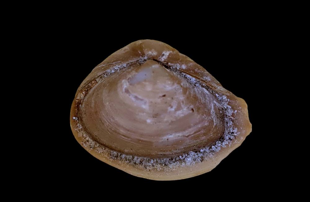 Varicorbulagibba.thumb.png.550f1995cb4481a8fc27ddd18bd791b3.png