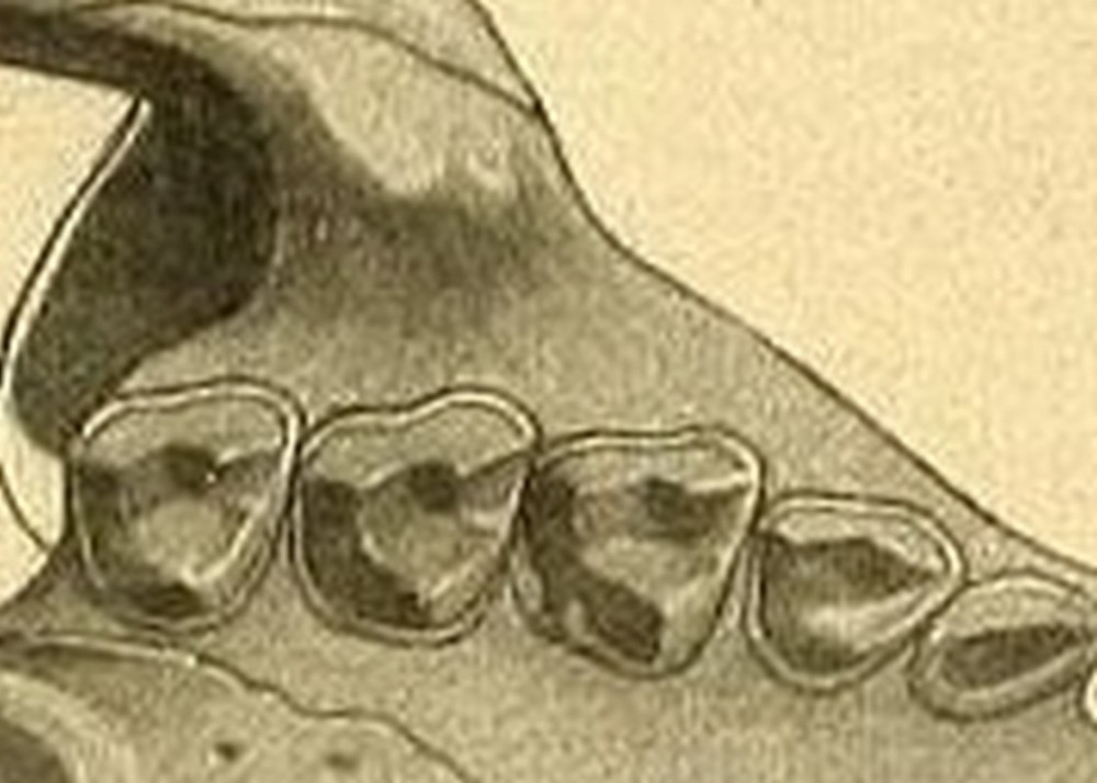 adapis3.thumb.jpg.5409c120c6b6dd7881bae5db2f2c4e7c.jpg