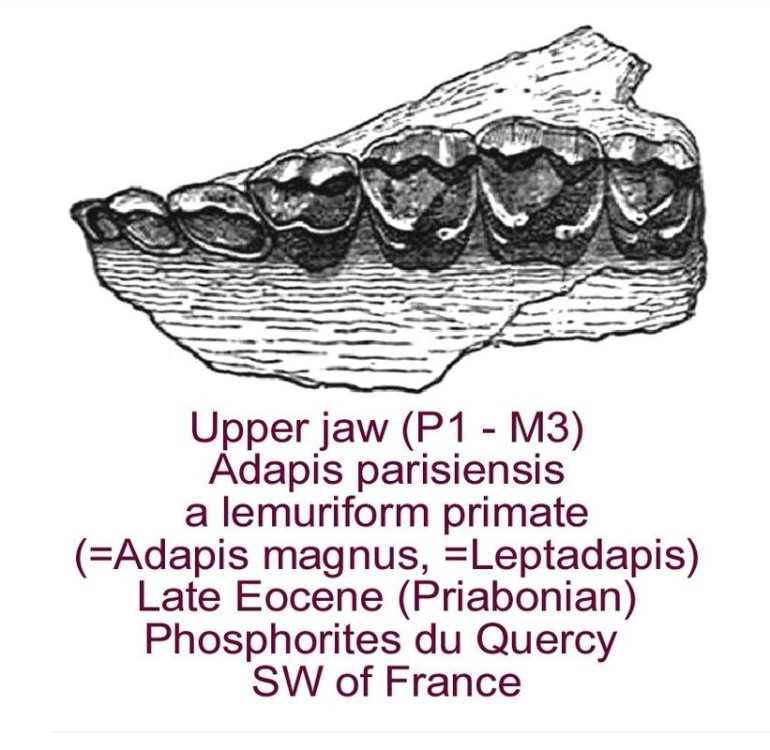 adapis_parisienis_quercy.jpg