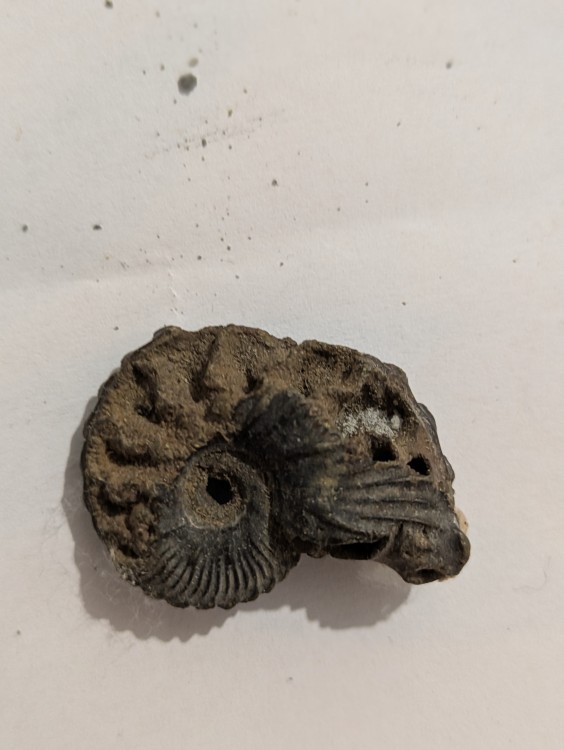 ammonite 1.jpg