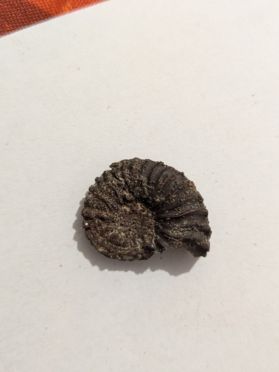 ammonite2.jpg